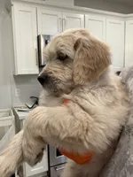 Olaf/ Blue Collar, a male Goldendoodle for sale in Alameda, CA – Photo 6 of 10