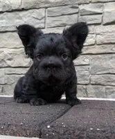 Shadow , a female French Bulldog for sale in Mount Pleasant, MI – 4 of 7