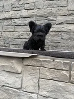 Shadow , a female French Bulldog for sale in Mount Pleasant, MI – 6 of 7