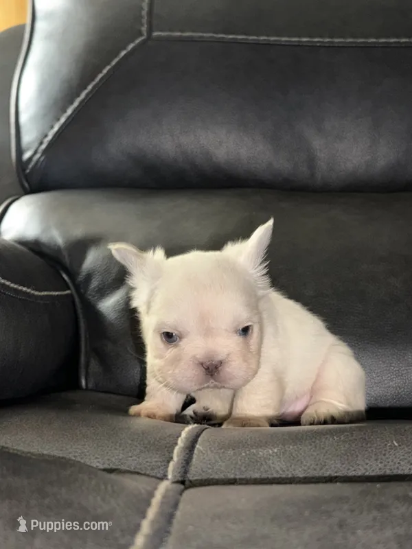 Jewel – French Bulldog puppy for sale in Mount Pleasant, MI