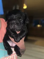 Shadow , a female French Bulldog for sale in Mount Pleasant, MI – 3 of 4