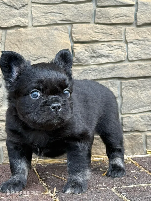 Charlie – French Bulldog puppy for sale in Mount Pleasant, MI