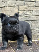 Charlie, a male French Bulldog for sale in Mount Pleasant, MI – Photo 1 of 3