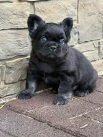 Charlie, a male French Bulldog for sale in Mount Pleasant, MI – Photo 3 of 3