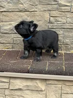 Charlie, a male French Bulldog for sale in Mount Pleasant, MI – Photo 2 of 3