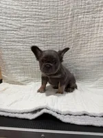 Bella, a female French Bulldog for sale in Mount Pleasant, MI – Photo 3 of 5