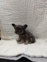 Bella, a female French Bulldog for sale in Mount Pleasant, MI – Photo 5 of 5