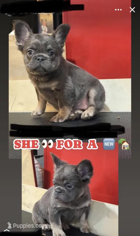 Bella – French Bulldog puppy for sale in Mount Pleasant, MI