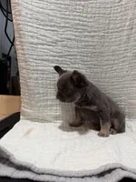 Bella, a female French Bulldog for sale in Mount Pleasant, MI – Photo 2 of 5