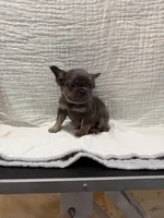 Bella, a female French Bulldog for sale in Mount Pleasant, MI – Photo 4 of 5