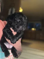 Shadow , a female French Bulldog for sale in Mount Pleasant, MI – 2 of 4