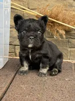 Willy , a male French Bulldog for sale in Mount Pleasant, MI – Photo 2 of 2