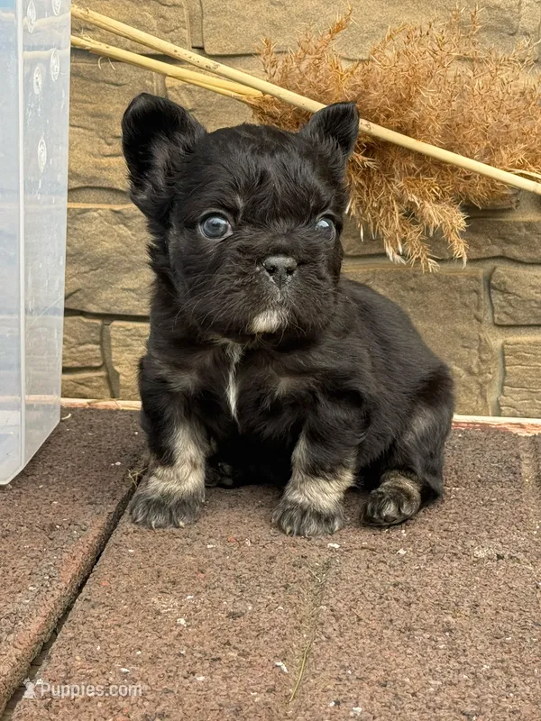 Willy  – French Bulldog puppy for sale in Mount Pleasant, MI