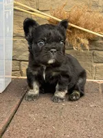 Willy , a male French Bulldog for sale in Mount Pleasant, MI – Photo 1 of 2