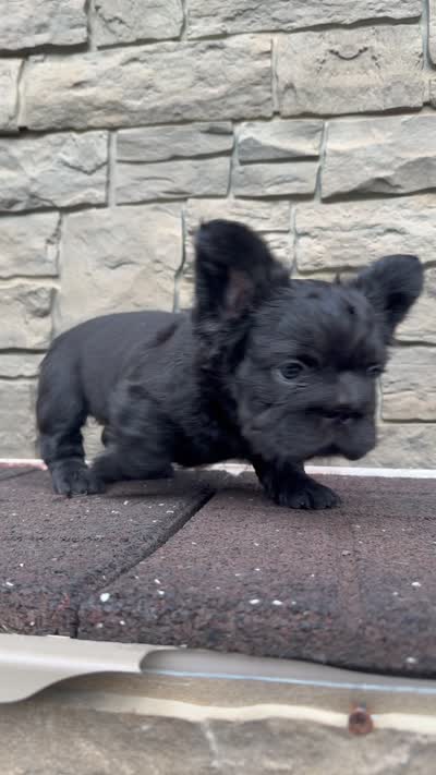 Shadow , a female French Bulldog for sale in Mount Pleasant, MI – 7 of 7