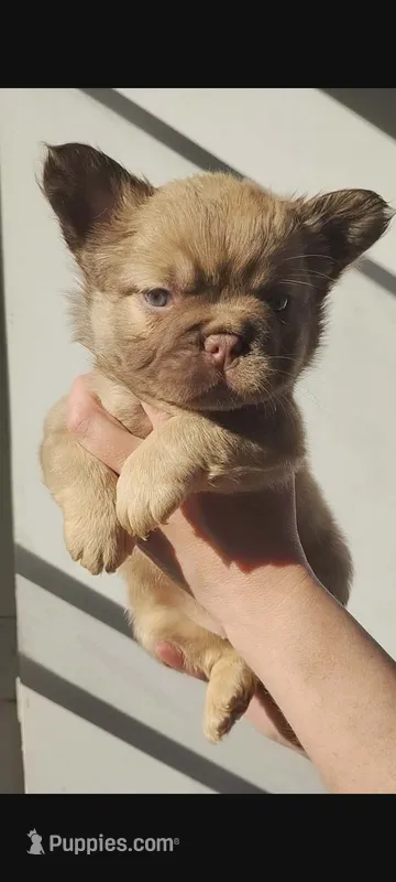 Claire – French Bulldog puppy for sale in Mount Pleasant, MI
