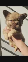 Claire, a female French Bulldog for sale in Mount Pleasant, MI – 1 of 2