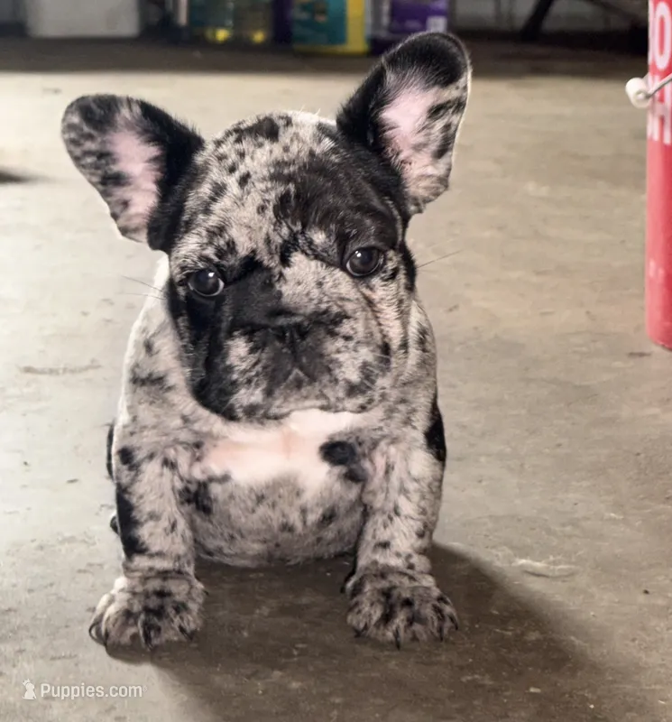 Jewel – French Bulldog puppy for sale in Mount Pleasant, MI