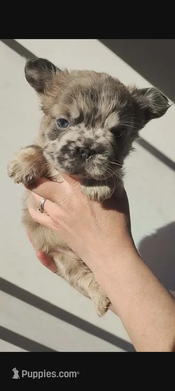 Blair – French Bulldog puppy for sale in Mount Pleasant, MI
