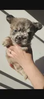 Blair, a female French Bulldog for sale in Mount Pleasant, MI – 1 of 4