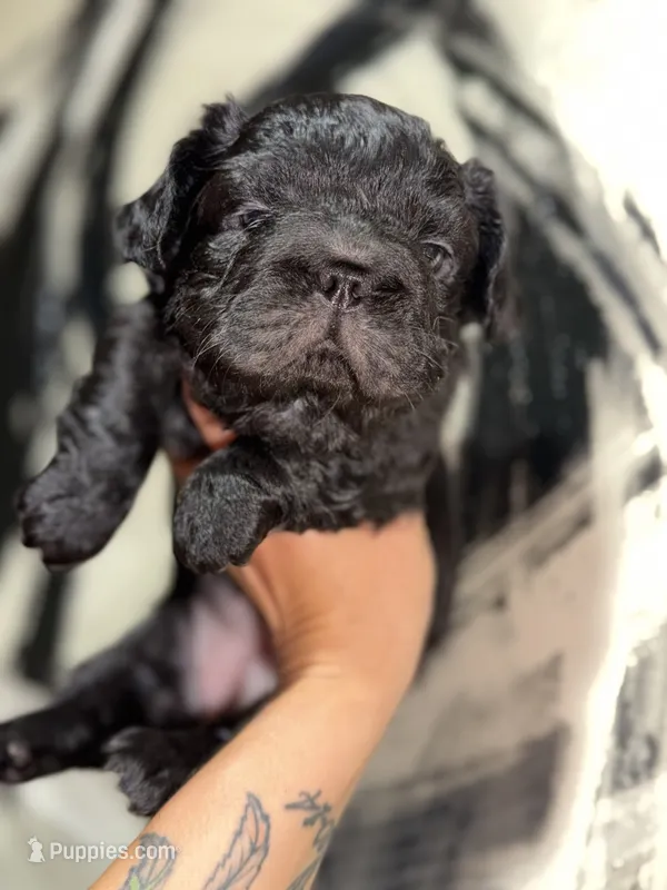 Shadow  – French Bulldog puppy for sale in Mount Pleasant, MI