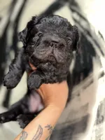 Shadow , a female French Bulldog for sale in Mount Pleasant, MI – 1 of 4