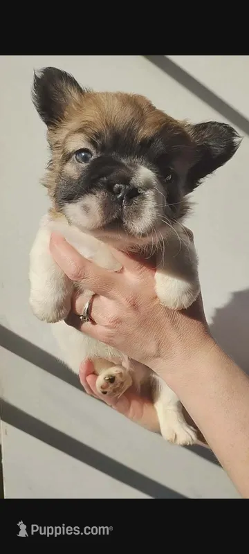 Theodore – French Bulldog puppy for sale in Mount Pleasant, MI