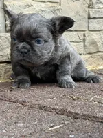 Bluey, a male French Bulldog for sale in Mount Pleasant, MI – Photo 3 of 3