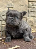 Bluey, a male French Bulldog for sale in Mount Pleasant, MI – Photo 2 of 3