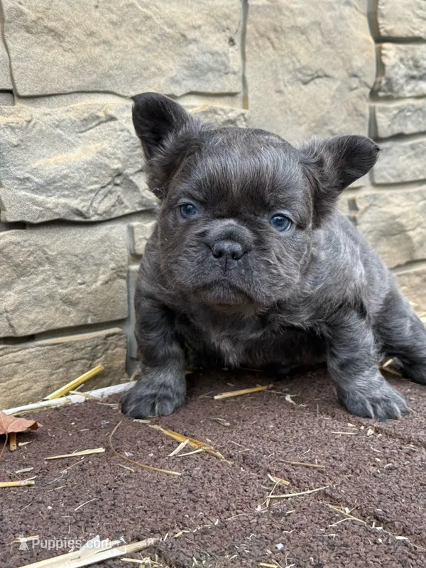 Bluey – French Bulldog puppy for sale in Mount Pleasant, MI