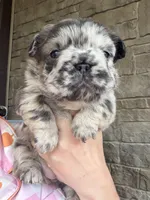 Blair, a female French Bulldog for sale in Mount Pleasant, MI – 3 of 4