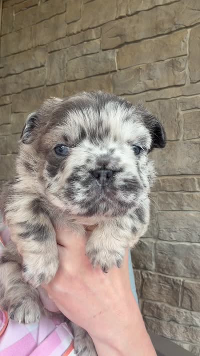 Blair, a female French Bulldog for sale in Mount Pleasant, MI – 4 of 4