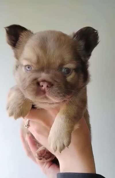 Claire, a female French Bulldog for sale in Mount Pleasant, MI – 2 of 2