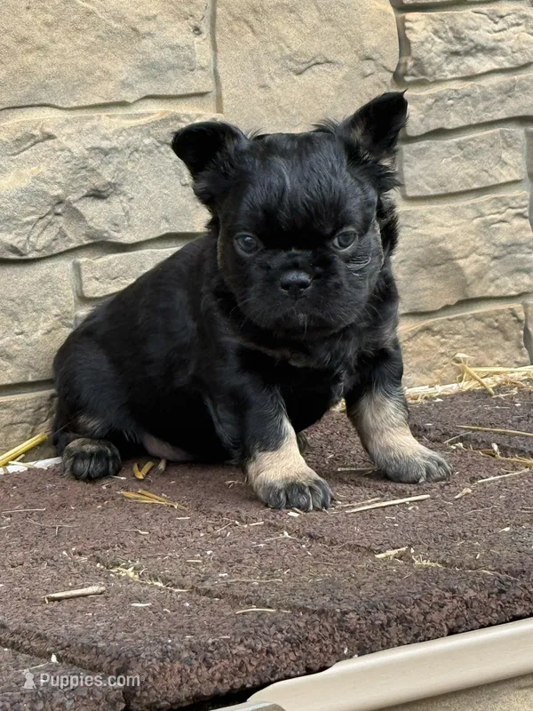 Bella – French Bulldog puppy for sale in Mount Pleasant, MI