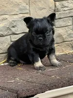 Bella, a female French Bulldog for sale in Mount Pleasant, MI – 1 of 1
