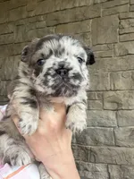 Blair, a female French Bulldog for sale in Mount Pleasant, MI – 2 of 4