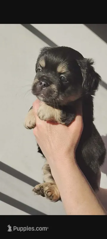 Frankie – French Bulldog puppy for sale in Mount Pleasant, MI