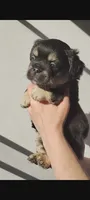 Frankie, a male French Bulldog for sale in Mount Pleasant, MI – 1 of 1