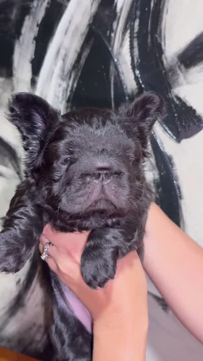 Shadow , a female French Bulldog for sale in Mount Pleasant, MI – 4 of 4