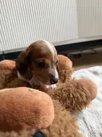 Mosie , a male Dachshund for sale in Detroit, MI – Photo 1 of 2