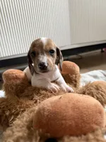 Mosie , a male Dachshund for sale in Detroit, MI – Photo 2 of 2