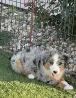 Kolter, a male Miniature Australian Shepherd and Miniature American Shepherd for sale in Seward, NE – 5 of 10