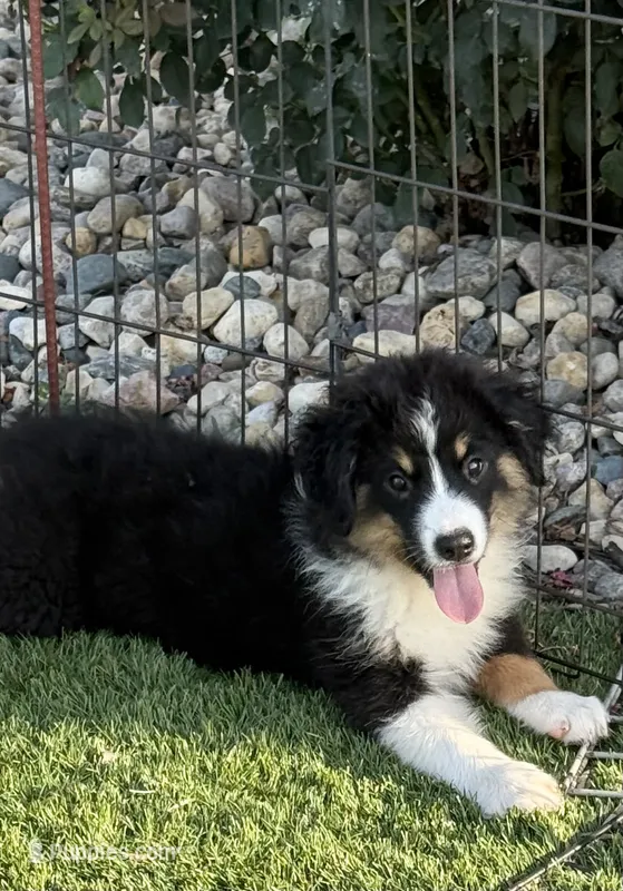 Morgan – Miniature Australian Shepherd, Miniature American Shepherd puppy for sale in Seward, NE