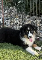 Morgan, a female Miniature Australian Shepherd and Miniature American Shepherd for sale in Seward, NE – 1 of 10