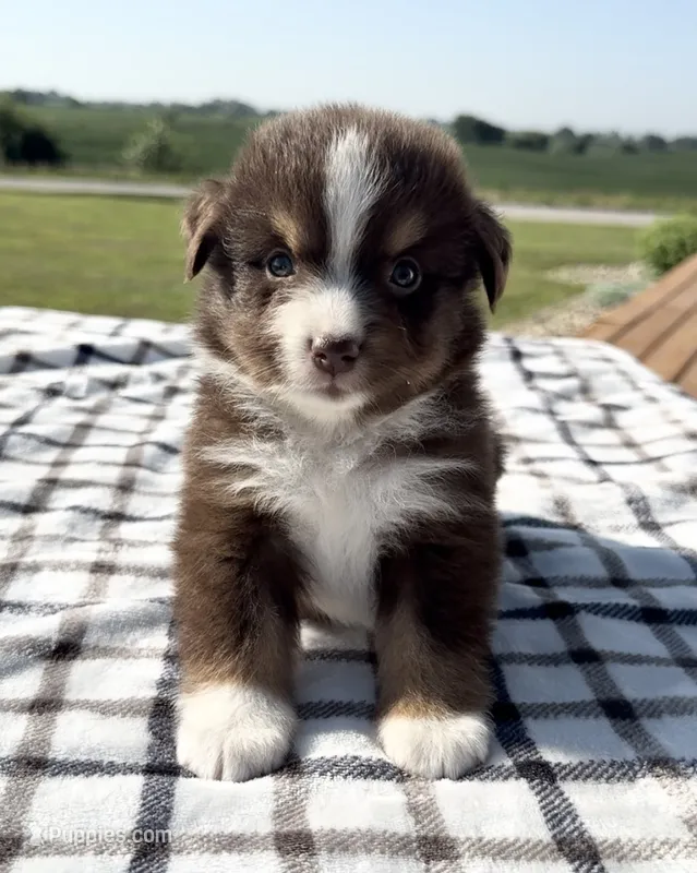 Aspen – Miniature Australian Shepherd, Miniature American Shepherd puppy for sale in Seward, NE