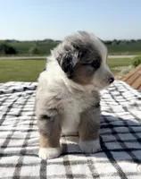 Kolter, a male Miniature Australian Shepherd and Miniature American Shepherd for sale in Seward, NE – 2 of 4