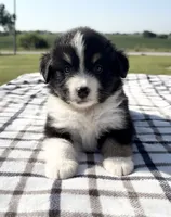 Morgan, a female Miniature Australian Shepherd and Miniature American Shepherd for sale in Seward, NE – 5 of 5