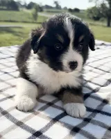 Morgan, a female Miniature Australian Shepherd and Miniature American Shepherd for sale in Seward, NE – 3 of 5