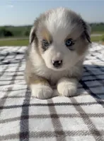 Truce, a male Miniature Australian Shepherd and Miniature American Shepherd for sale in Seward, NE – 3 of 4
