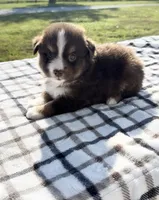 Aspen, a female Miniature Australian Shepherd and Miniature American Shepherd for sale in Seward, NE – 3 of 5